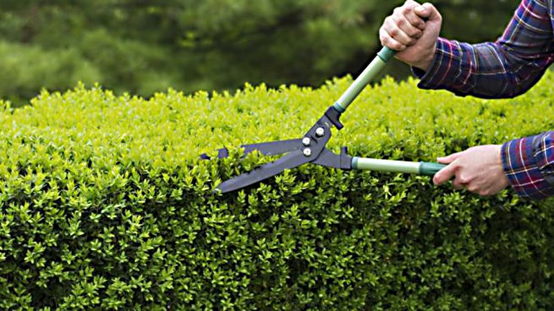 GENERAL LAWN CARE