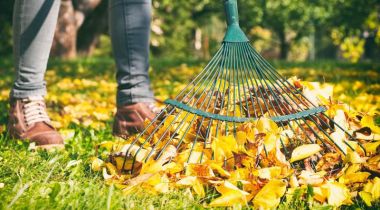 SPRING AND FALL CLEAN UPS